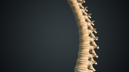 Vertebral column medical 3D illustration