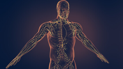 Human lymphatic system 3D illustration - obrazy, fototapety, plakaty