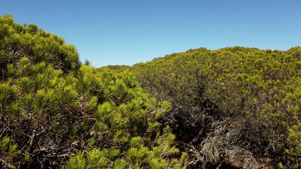 Pin autour du lagon d'Albufeira