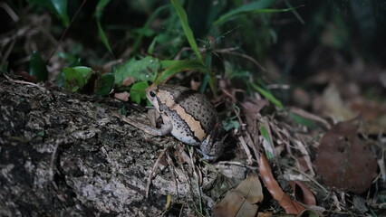 The banded bullfrog (Kaloula pulchra) is a species of frog in the narrow-mouthed frog family Microhylidae