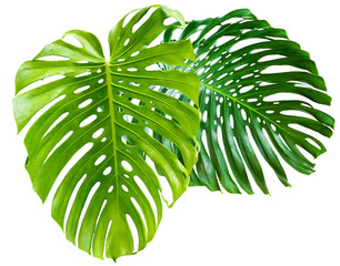 feuilles De philodendrons sur fond blanc  © Unclesam