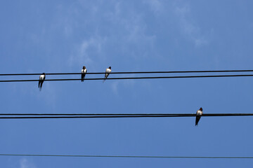 Diagonal shot of five swallows on wires against a blue sky with wispy clouds