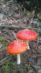 fly agaric mushroom