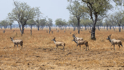Fototapeta na wymiar Fliehende Kudus in der Seitenansicht im sambischen South Luangwa Nationalpark