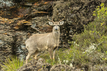 El ciervo andino