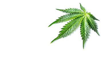 Green cannabis leaves isolated on white background.Cannabis is a standoff between a drug and a medicine.Medicinal indica with CBD. Growing medical marijuana.