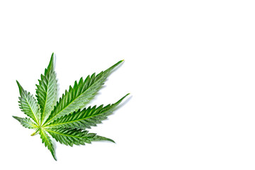 Green cannabis leaves isolated on white background.Cannabis is a standoff between a drug and a medicine.Medicinal indica with CBD. Growing medical marijuana.