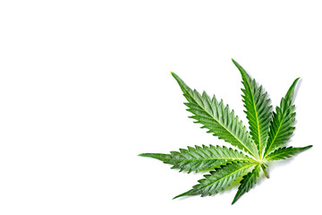 Green cannabis leaves isolated on white background.Cannabis is a standoff between a drug and a...