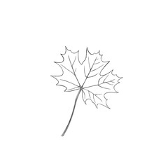 autumn maple leaf freehand illustration close-up isolated