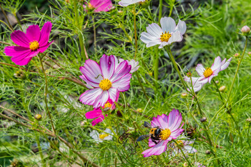 Cosmos and a Bee, Hopewell Furnace National Historic Site, Pennsylvania USA, Elverson, Pennsylvania