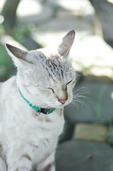 cat or grey cat, Felis catus or Felis catus domestica
