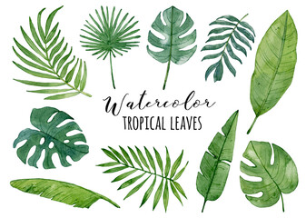 Watercolor collection of green tropical leaves isolated on white background.