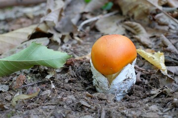 mushrooms in the woods, Amanita caesarea