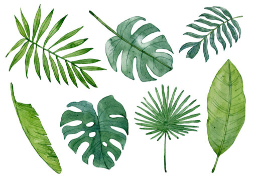 Watercolor set of green tropical leaves isolated on white background.