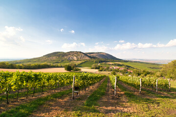 Look over vineyard in Moravia region, Pálava. Czech Republic.
