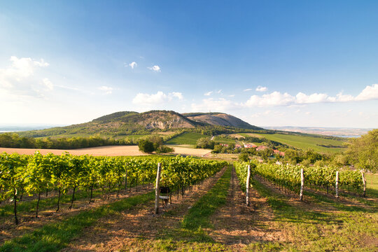 Look over vineyard in Moravia region, P&aacute;lava. Czech Republic.