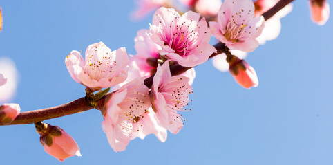 close up of pink blossoming peach flowers