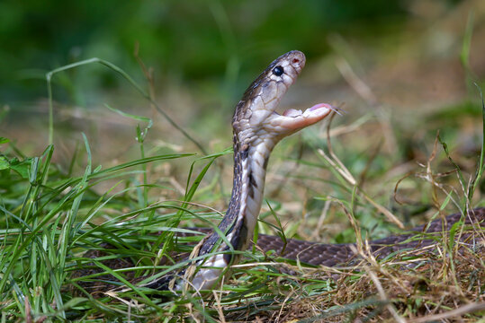 Equatorial Spitting Cobra ( Naja sumatrana) in attack position