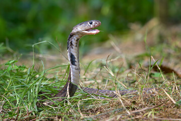 Equatorial Spitting Cobra ( Naja sumatrana) in attack position