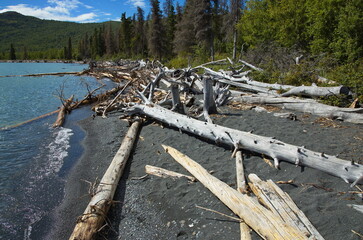 Fototapeta na wymiar Driftwood at Skilak Lake in Skilak Wildlife Recreation Area in Alaska,United States,North America 