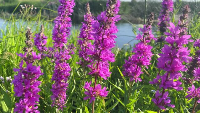 Close up of Purple flowers of Lythrum salicaria on a river bank, natural background.