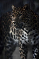 close-up portrait of jaguar against dark background