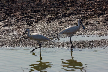 Fototapeta premium Eurasian spoonbill (Platalea leucorodia) at Khijadiya Bird Sanctuary, Jamnagar, Gujarat.