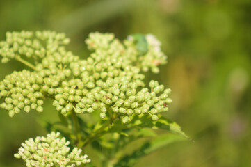 Closeup of green dwarf elder buds with green blurred plants on background