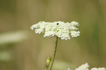 Closeup of wild carrot inflorescence with green blurred plants on background