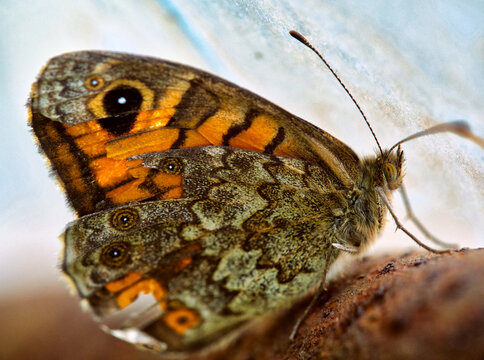 motyl dzienny, Lasiommata megera