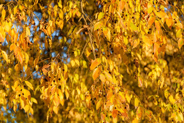 Autumnal golden leaves and foliage as background