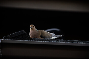 Dove on a roof 