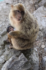 Sitting Monkey. Rock of Gibraltar