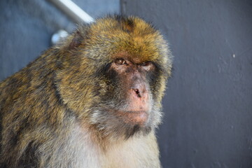Sitting Monkey. Rock of Gibraltar
