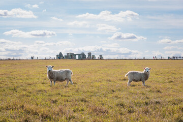 Obraz na płótnie Canvas Sheep in the grass, near the historical landmark Stonehenge