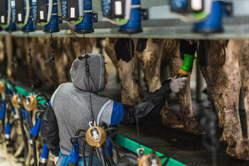 Farmer checking the machinery that milks the cows