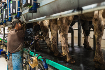Farmer attaching the automatic milk sucker to a cow