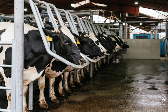 Cows chained on bar while being milked