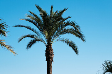 Tropic palm tree on the summer beach in the wind against the blue sky, exotic palms trees, background, coconut tree plant in the summer on the island, tropical palms.