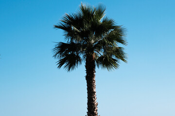 Palm tree in the wind against the blue sky, tropical palm background, coconut tree plant in the summer on the island, exotic palms.