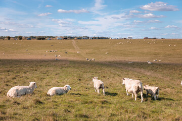 Sheep in the grass field, autumn