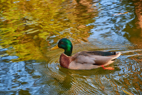 A mallard duck creates ripples while swimming in a pond with fall colors reflected in the water at Manito Park in Spokane, Washington.