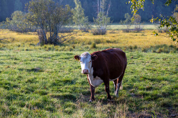 Cows image from Finland, cows in the field during cold autumn morning.