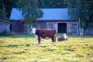 Cows image from Finland, cows in the field during cold autumn morning.