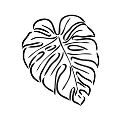 Exotic monstera. Continuous one-line drawing. Handmade summer tropical leaf on white background. Minimalist design. Maranta leaf.