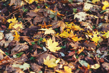 Colorful fallen autumn maple leaves. Seasonal background for your ideas