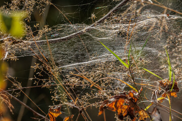 Autumn spider web in the forest