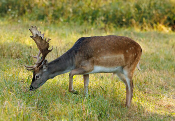 European fallow deer (Dama dama) on the meadow
