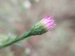Colorful autumn flowers in the autumn garden