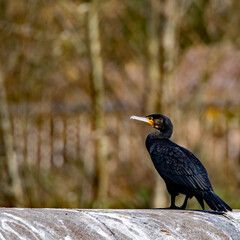 The great cormorant, known as the great black cormorant across the Northern Hemisphere
